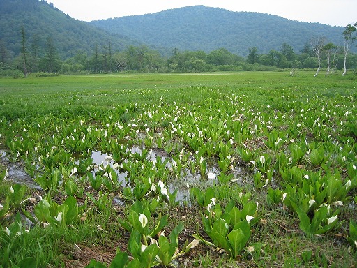 oze17.jpg(111868 byte)