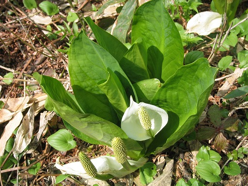 oze45.jpg(107087 byte)