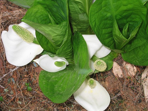 oze47.jpg(87842 byte)